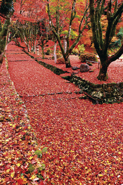 国宝 秋の彦根城と金剛輪寺へ2018 紅葉シーズン到来!1度に2箇所の紅葉を楽しみませんか?