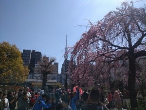 桜開花宣言の東京へ