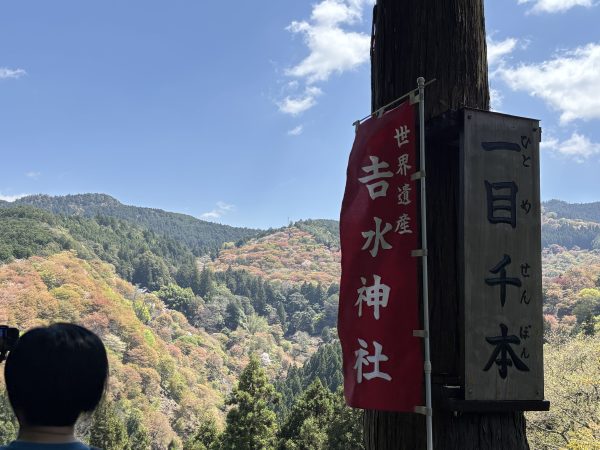 コロンブスツアー　吉野千本桜