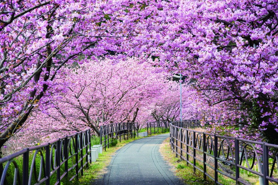 河津桜まつりと伊豆箱根めぐりの7食付き！てんこ盛り３日間の旅