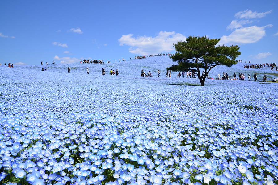 春の花の楽園「あしかがフラワーパークの大藤」と「国営ひたち海浜公園のネモフィラ」1泊2日の旅