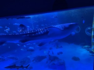 のとじま水族館1