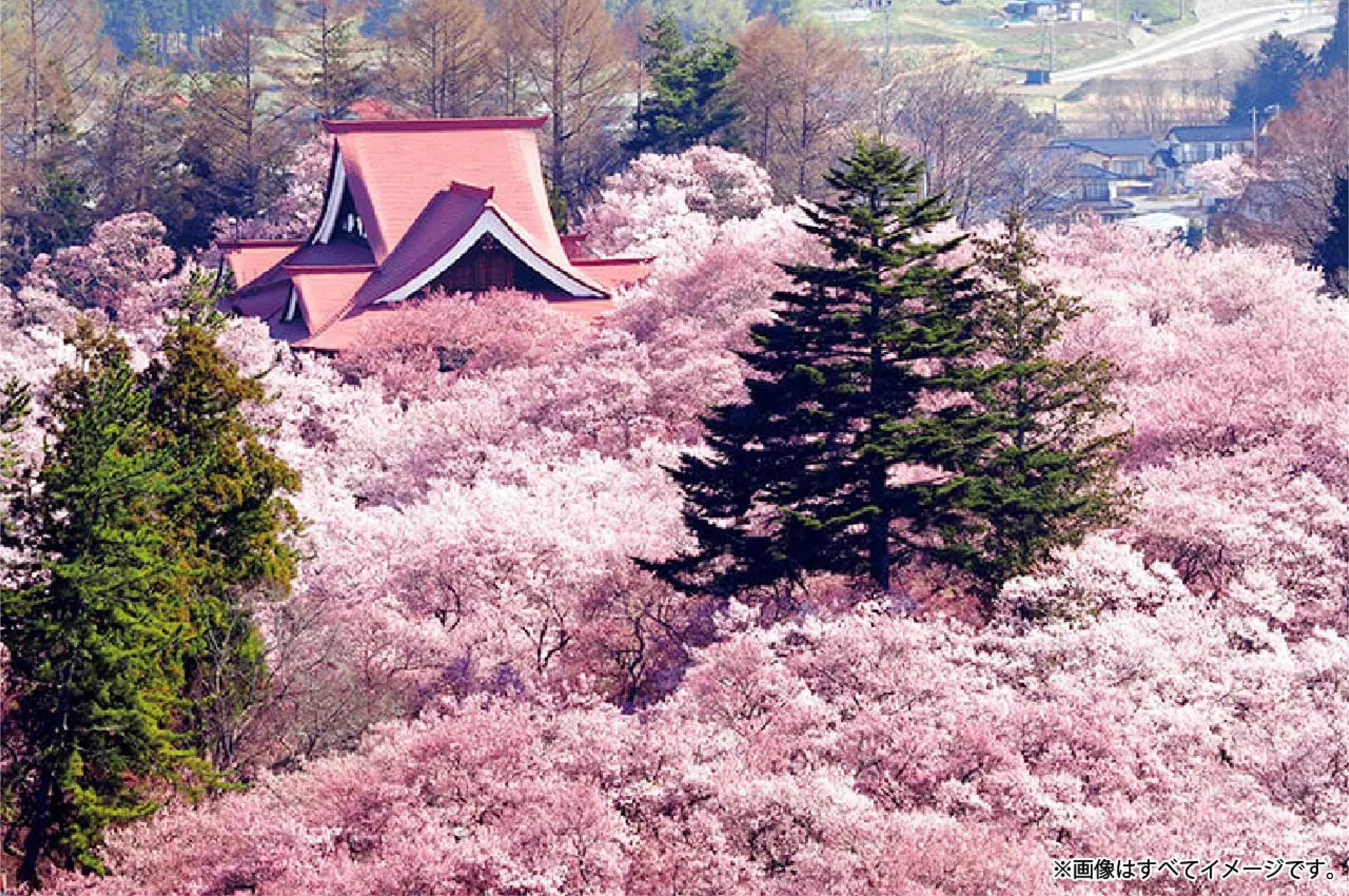 サクラ舞う！信濃路へ！ 春のサンキュー/桜のミステリーツアー2日間