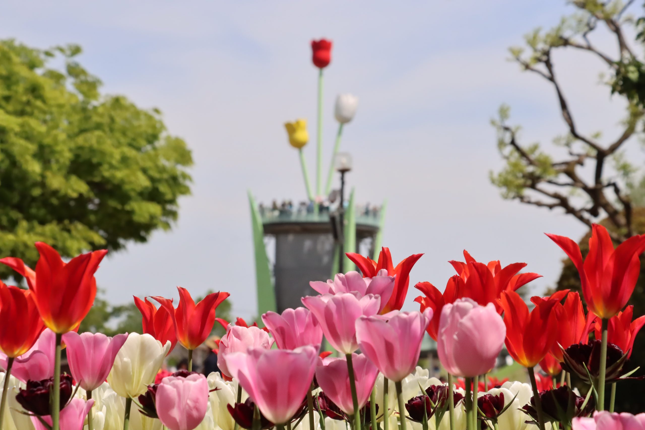 となみチューリップフェア×寿司ランチ×落語鑑賞　日帰りの旅