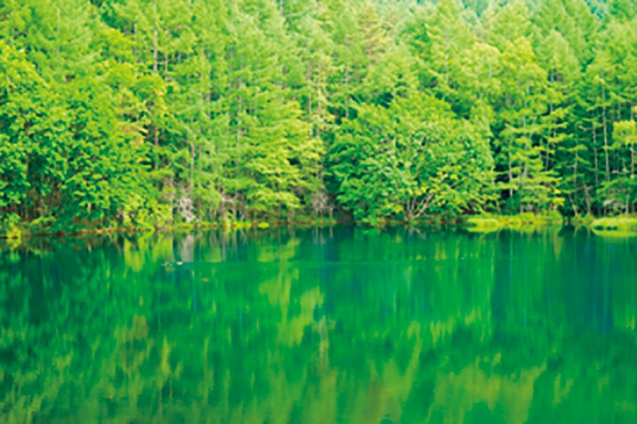 日本一苔の森ハイキングと美しき神秘の池！白駒の池を訪ねる旅
