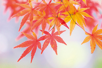 第2弾は、『紅葉の名所、王道の 〇〇三山」と「もみじ寺」、 翌日は、岐阜にある 『もみじの〇〇三山』へ