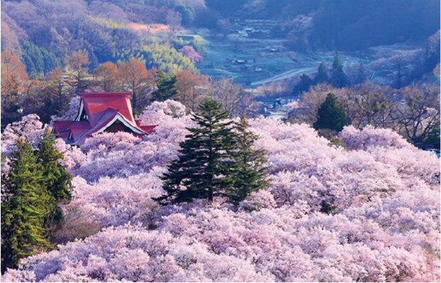 サクラ舞う！信濃路へ！ 春のサンキュー/桜のミステリーツアー2日間
